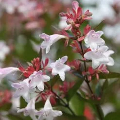Abelia × Grandiflora | 7.5L Pot