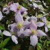 Clematis Montana Var. Rubens Odorata | 3L Pot -All Plants Sales Store PL30002337 9732