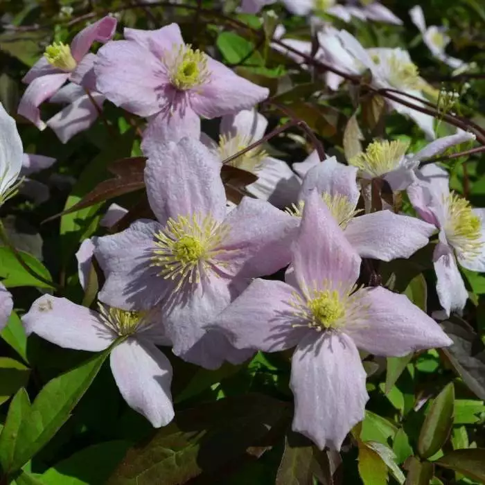 Clematis Montana Var. Rubens Odorata | 3L Pot 3 Clematis Montana Var. Rubens Odorata | 3L Pot