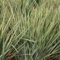 Dianella Revoluta Little Rev ('Dr5000') (PBR) | 2 Litre Pot