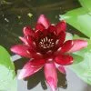 Nymphaea Almost Black | 1 Litre Aquatic Pot 1 Nymphaea Almost Black | 1 Litre Aquatic Pot -All Plants Sales Store PL30002662 01f8