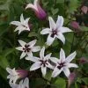 Clematis Princess Kate ('Zoprika') (PBR) | 2L Pot -All Plants Sales Store PL30002781 43bf
