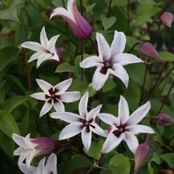 Clematis Princess Kate ('Zoprika') (PBR) | 2L Pot