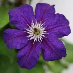 Clematis Happy Birthday ('Zohapbi') (PBR) | 2L Pot