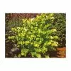 Cercis Canadensis Hearts Of Gold (PBR) | 12L Pot -All Plants Sales Store PL30002860 93fd