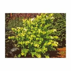 Cercis Canadensis Hearts Of Gold (PBR) | 12L Pot