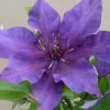 Clematis Fleuri ('Evipo042') (PBR) (Boulevard Series) | 3L Pot -All Plants Sales Store PL30002915 89bf