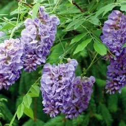 Wisteria Frutescens Amethyst Falls (PBR) | 3L Pot