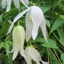 Clematis Broughton Bride | 3L Pot