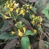 Lonicera Henryi Copper Beauty (PBR) | 3L Pot 2 Lonicera Henryi Copper Beauty (PBR) | 3L Pot -All Plants Sales Store PL30003015 b5be