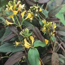 Lonicera Henryi Copper Beauty (PBR) | 3L Pot
