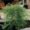 Acer Palmatum Emerald Lace | 3L Pot -All Plants Sales Store PL30003111 d6c3