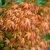 Acer Palmatum Katsura | 3L Pot -All Plants Sales Store PL30003112 82a3