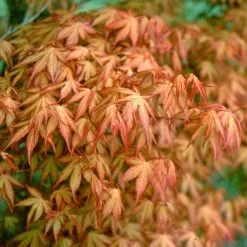 Acer Palmatum Katsura | 3L Pot