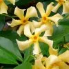 Trachelospermum Jasminoides Star Of Toscana ('Selbra') (PBR) | 3L Pot -All Plants Sales Store PL30003344 659c