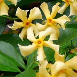 Trachelospermum Jasminoides Star Of Toscana ('Selbra') (PBR) | 3L Pot