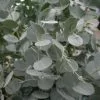 Eucalyptus Gunnii Azura ('Cagire') (PBR) | 2L Pot