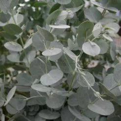 Eucalyptus Gunnii Azura ('Cagire') (PBR) | 2L Pot