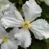 Clematis Prince George | 3L Pot -All Plants Sales Store PL30003374 3287