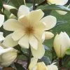 Magnolia Fairy Magnolia Cream ('MicJur02') (PBR) | 3L Pot -All Plants Sales Store PL30003391 f075