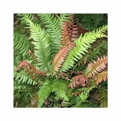 Doodia Media | 2 Litre Pot