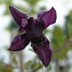 Clematis Viticella Flore Pleno | 3 Lt Pot