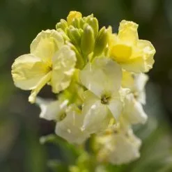 Erysimum Cheiri Primrose Dame | 1 Pack Of 10