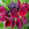 Erysimum Cheiri Vulcan | 1 Pack Of 10 -All Plants Sales Store PL30003520 04d9