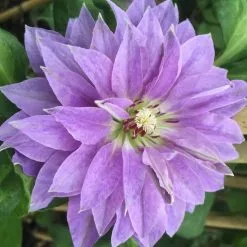 Clematis Princess Charlotte | 3L Pot
