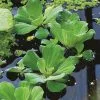 Pistia Stratiotes | 1 Plant -All Plants Sales Store PL30003636 be28