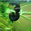 Planorbis Corneus | 5 Snails -All Plants Sales Store PL30003639 a26b