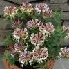 Lonicera Periclymenum Strawberries And Cream | 3L Pot -All Plants Sales Store PL30003707 d00f