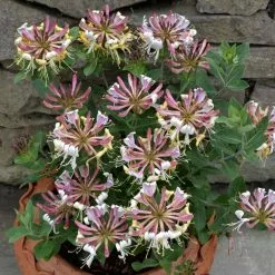 Lonicera Periclymenum Strawberries And Cream | 3L Pot