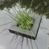Floating Island For Shallow Water Plants | 25cm Square 1 Floating Island For Shallow Water Plants | 25cm Square -All Plants Sales Store PL30003708 c9d6
