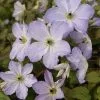 Clematis Sea Breeze ('Zo09063') (PBR) | 3 Lt Pot -All Plants Sales Store PL30003725 45c1