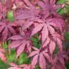 Acer Palmatum Amagi-shigure | 3 Litre Pot -All Plants Sales Store PL30003744 7663