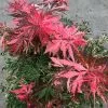 Acer Palmatum Extravaganza (PBR) | 3 Litre Pot -All Plants Sales Store PL30003757 6773