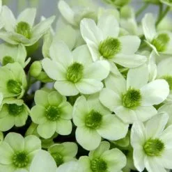 Clematis Ovation (PBR) | 2 Litre Pot