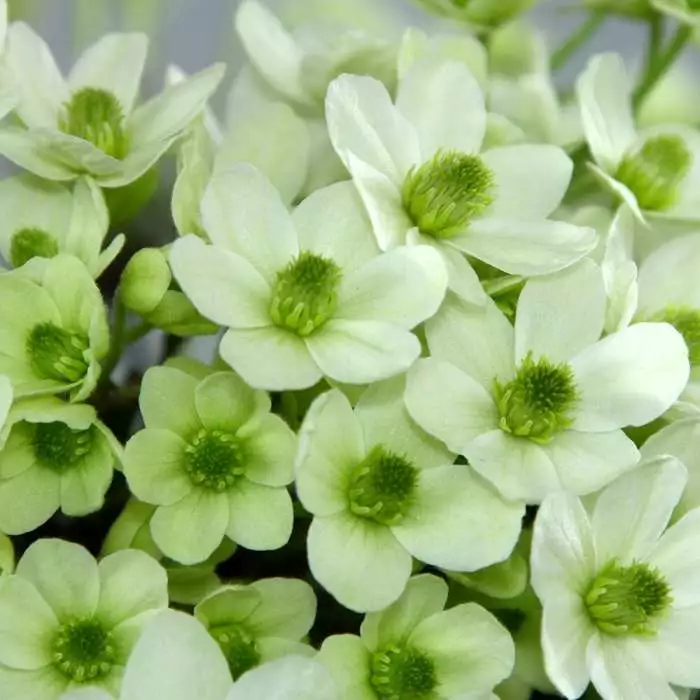 Clematis Ovation (PBR) | 2 Litre Pot 3 Clematis Ovation (PBR) | 2 Litre Pot