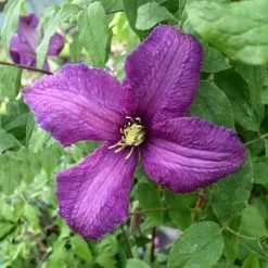 Clematis Valour | 3L Pot