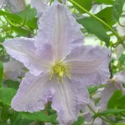 Clematis Blekitny Aniol | 3L Pot