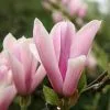 Magnolia Heaven Scent | 12L Pot 1 Magnolia Heaven Scent | 12L Pot -All Plants Sales Store PL30003822 3d93