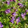 Clematis Prince William ('Zo08171') (PBR) | 3L Pot -All Plants Sales Store PL30003837 0ef6