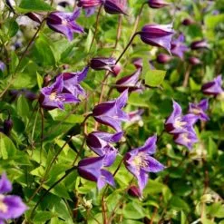 Clematis Prince William ('Zo08171') (PBR) | 3L Pot