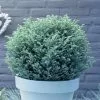 Chamaecyparis Pisifera Blue Moon (PBR) | 3L Pot -All Plants Sales Store PL30003855 4d10