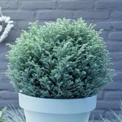 Chamaecyparis Pisifera Blue Moon (PBR) | 3L Pot