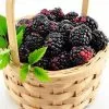Blackberry Apache | 3 Litre Pot -All Plants Sales Store PL30003869 0827