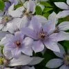 Clematis Bernadine ('Evipo 061') (PBR) (Boulevard Series) | 3L Pot -All Plants Sales Store PL30003885 ad8b