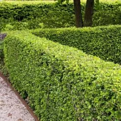 Crataegus Monogyna | 25 Plants