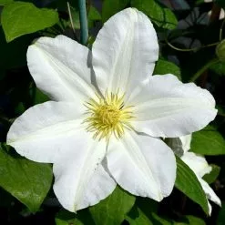 Clematis Royal Wedding | 3 Lt Pot
